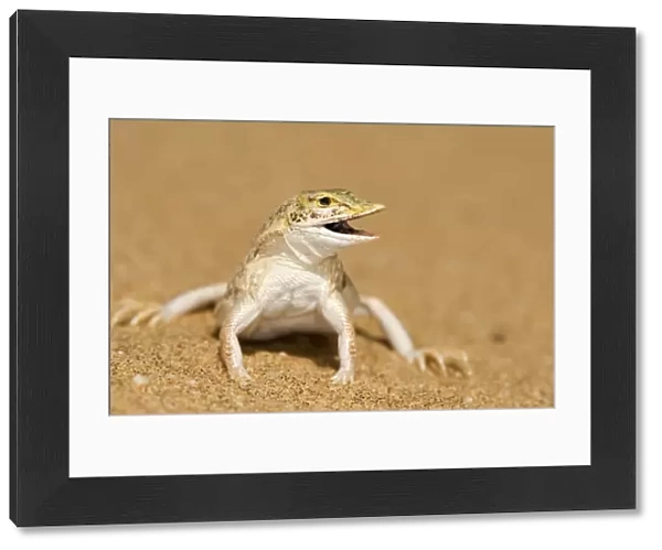 Shovel Snouted Lizard - Full body portrait with the head turned side ways - Namib Desert - Namibia - Africa