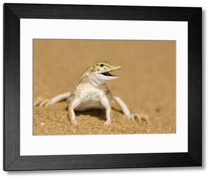 Framed Print : Shovel Snouted Lizard - Full body portrait with the head turned side ways - Namib Desert - Namibia - Africa Framed Print : Shovel Snouted Lizard - Full body portrait with the head turned side ways - Namib Desert - Namibia - Africa