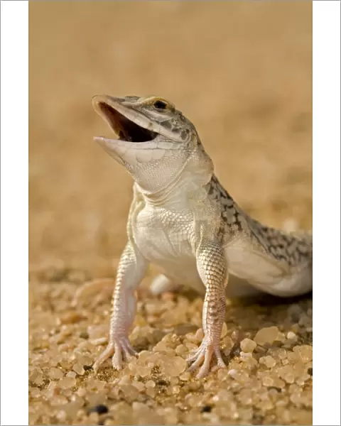 Shovel Snouted Lizard - Portrait of Head and front limbs - Namib Desert - Namibia - Africa