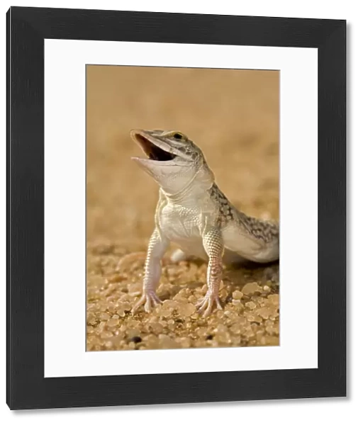Shovel Snouted Lizard - Portrait of Head and front limbs - Namib Desert - Namibia - Africa