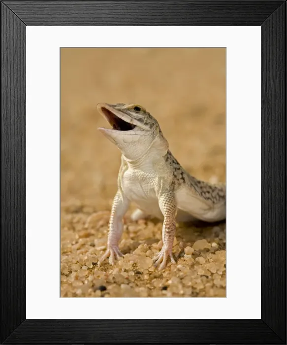 Framed Print : Shovel Snouted Lizard - Portrait of Head and front limbs - Namib Desert - Namibia - Africa Framed Print : Shovel Snouted Lizard - Portrait of Head and front limbs - Namib Desert - Namibia - Africa