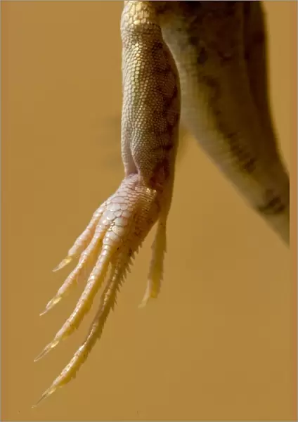 Shovel Snouted Lizard - Close up of a rear foot - perfect for running over soft sand and burying into soft sand - Namib Desert - Namibia - Africa
