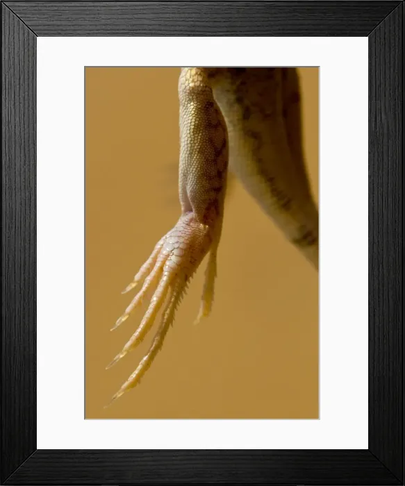 Framed Print : Shovel Snouted Lizard - Close up of a rear foot - perfect for running over soft sand and burying into soft sand - Namib Desert - Namibia - Africa Framed Print : Shovel Snouted Lizard - Close up of a rear foot - perfect for running over soft sand and burying into soft sand - Namib Desert - Namibia - Africa
