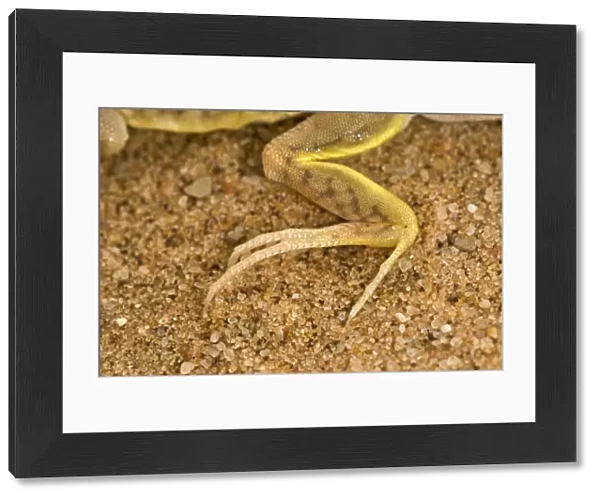 Shovel Snouted Lizard - Showing the rear foot with its long claws - Namib Desert - Namibia - Africa