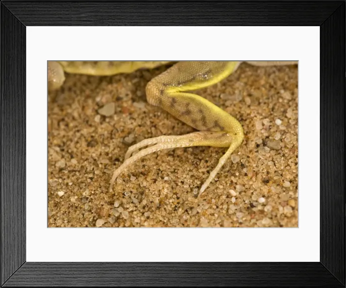 Framed Print : Shovel Snouted Lizard - Showing the rear foot with its long claws - Namib Desert - Namibia - Africa Framed Print : Shovel Snouted Lizard - Showing the rear foot with its long claws - Namib Desert - Namibia - Africa