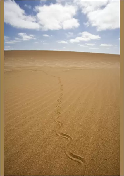 Fitsimon's Burrowing Skink - Tracks on the dunes - Namib Desert - Namibia - Africa