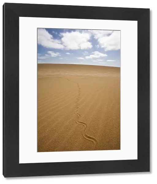 Fitsimon's Burrowing Skink - Tracks on the dunes - Namib Desert - Namibia - Africa