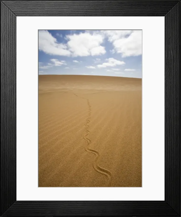 Framed Print : Fitsimon's Burrowing Skink - Tracks on the dunes - Namib Desert - Namibia - Africa Framed Print : Fitsimon's Burrowing Skink - Tracks on the dunes - Namib Desert - Namibia - Africa