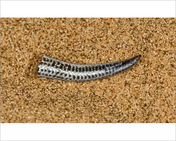 Fitsimon's Burrowing Skink - Tip of the tail after shedding it - Namib Desert - Namibia - Africa
