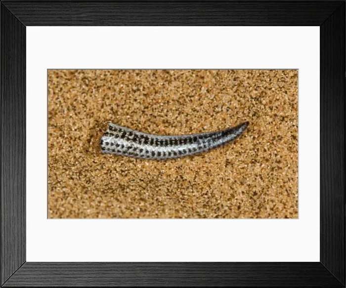 Framed Print : Fitsimon's Burrowing Skink - Tip of the tail after shedding it - Namib Desert - Namibia - Africa Framed Print : Fitsimon's Burrowing Skink - Tip of the tail after shedding it - Namib Desert - Namibia - Africa