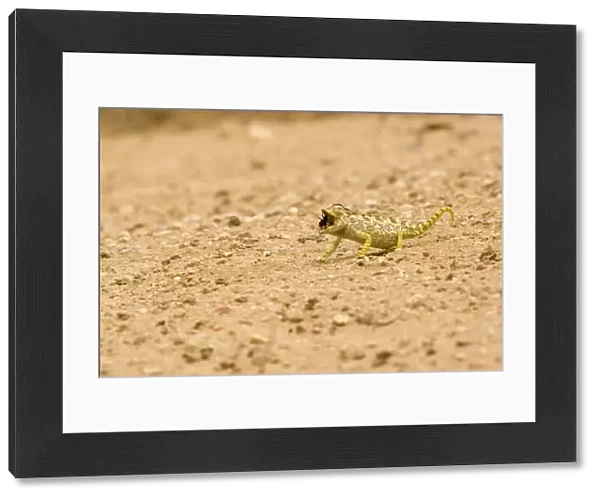 Namaqua Chameleon - hunting for Tenebrionid Beetles - Namib Desert - Namibia - Africa