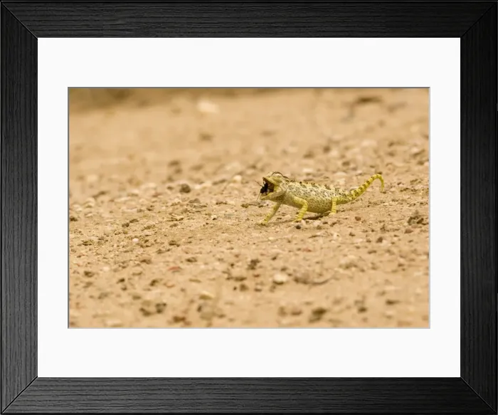 Framed Print : Namaqua Chameleon - hunting for Tenebrionid Beetles - Namib Desert - Namibia - Africa Framed Print : Namaqua Chameleon - hunting for Tenebrionid Beetles - Namib Desert - Namibia - Africa
