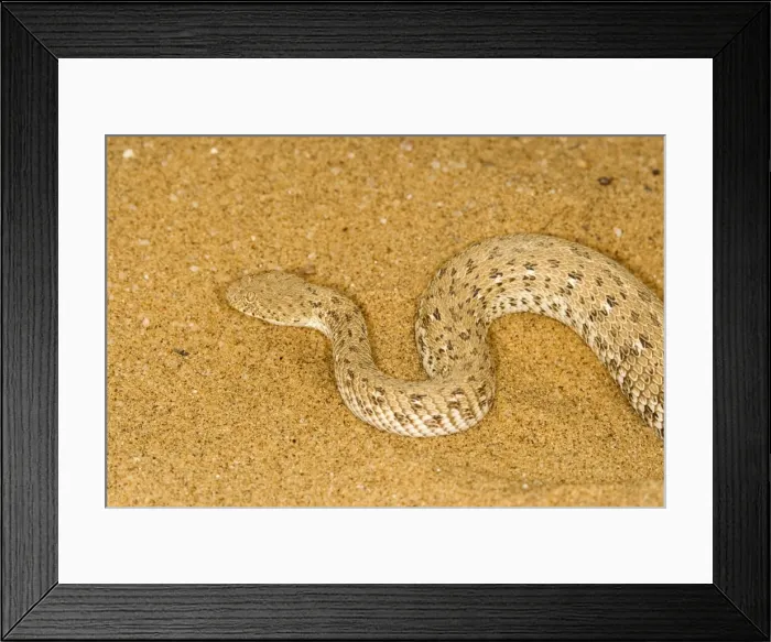 Framed Print : Peringueys Adder - Namib Desert - Namibia - Africa Framed Print : Peringueys Adder - Namib Desert - Namibia - Africa