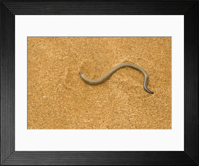 Framed Print : Fitsimon's Burrowing Skink - pictured on dune sand - Namib Desert - Namibia - Africa Framed Print : Fitsimon's Burrowing Skink - pictured on dune sand - Namib Desert - Namibia - Africa