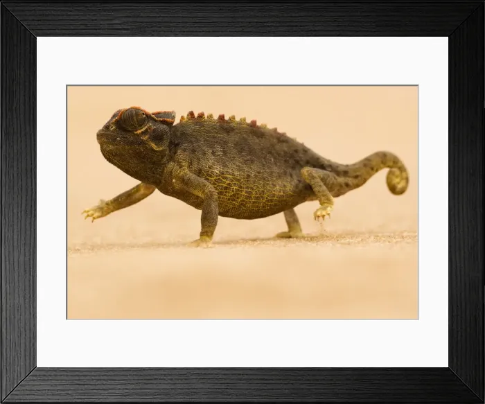 Framed Print : Namaqua Chameleon - striding over dune sand - Namib Desert - Namibia - Africa Framed Print : Namaqua Chameleon - striding over dune sand - Namib Desert - Namibia - Africa