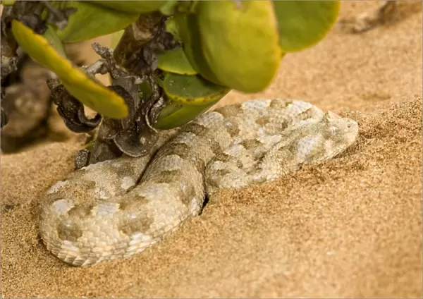 Horned Adder - In its Dune Environment - With blue grey markings -Namib Desert - Namibia - Africa