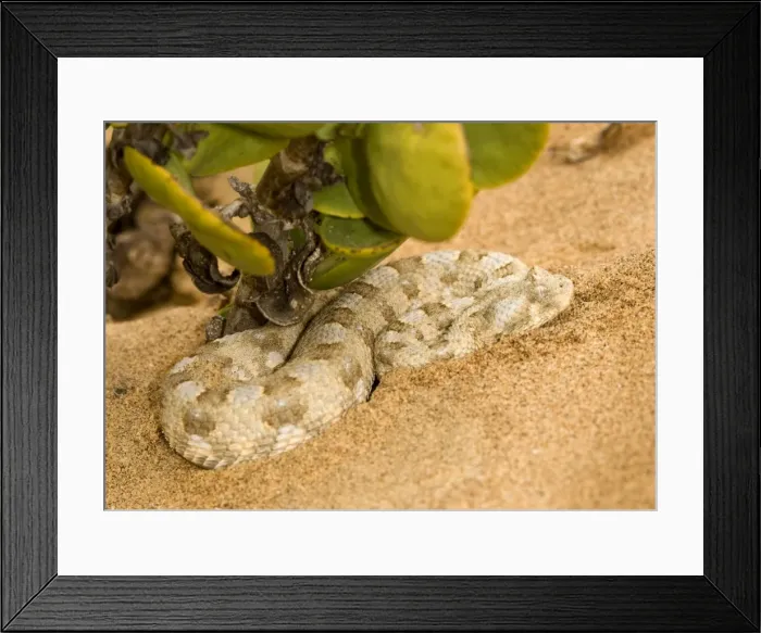 Framed Print : Horned Adder - In its Dune Environment - With blue grey markings -Namib Desert - Namibia - Africa Framed Print : Horned Adder - In its Dune Environment - With blue grey markings -Namib Desert - Namibia - Africa
