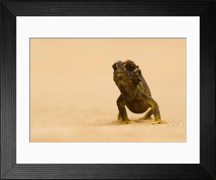 Framed Print : Namaqua Chameleon - striding over dune sand - Namib Desert - Namibia - Africa Framed Print : Namaqua Chameleon - striding over dune sand - Namib Desert - Namibia - Africa