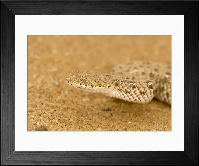 Framed Print : Peringueys Adder - Namib Desert - Namibia - Africa