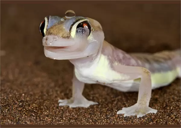 Palmato Gecko - licking its eye - Namib Desert - Namibia - Africa