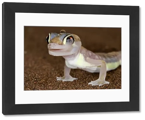 Palmato Gecko - licking its eye - Namib Desert - Namibia - Africa