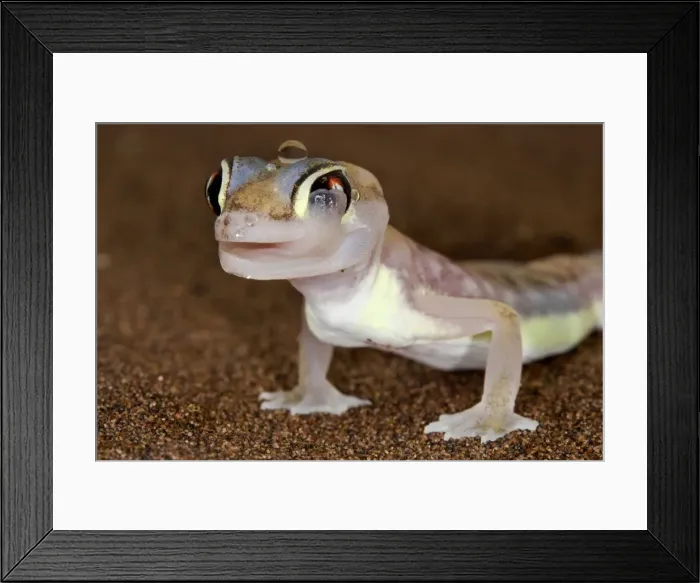 Framed Print : Palmato Gecko - licking its eye - Namib Desert - Namibia - Africa Framed Print : Palmato Gecko - licking its eye - Namib Desert - Namibia - Africa