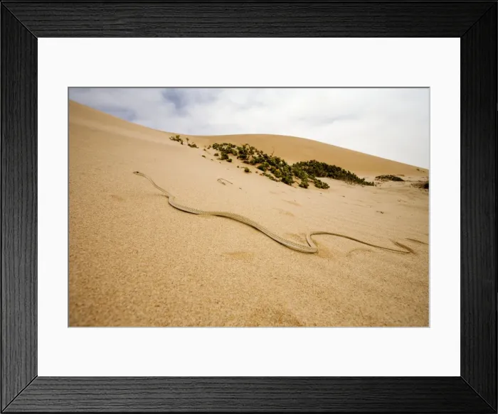 Framed Print : Western Sand Snake - in the dunes of the Namib - Namib Desert - Namibia - Southern Africa Framed Print : Western Sand Snake - in the dunes of the Namib - Namib Desert - Namibia - Southern Africa
