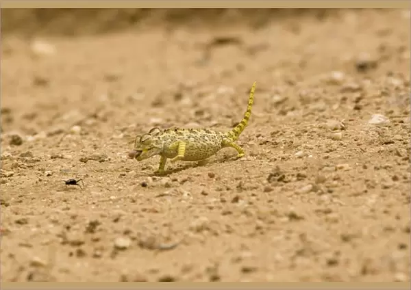 Namaqua Chameleon - hunting for Tenebrionid Beetles - Namib Desert - Namibia - Africa