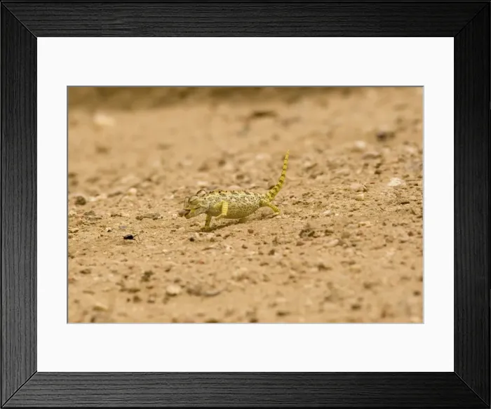 Framed Print : Namaqua Chameleon - hunting for Tenebrionid Beetles - Namib Desert - Namibia - Africa Framed Print : Namaqua Chameleon - hunting for Tenebrionid Beetles - Namib Desert - Namibia - Africa