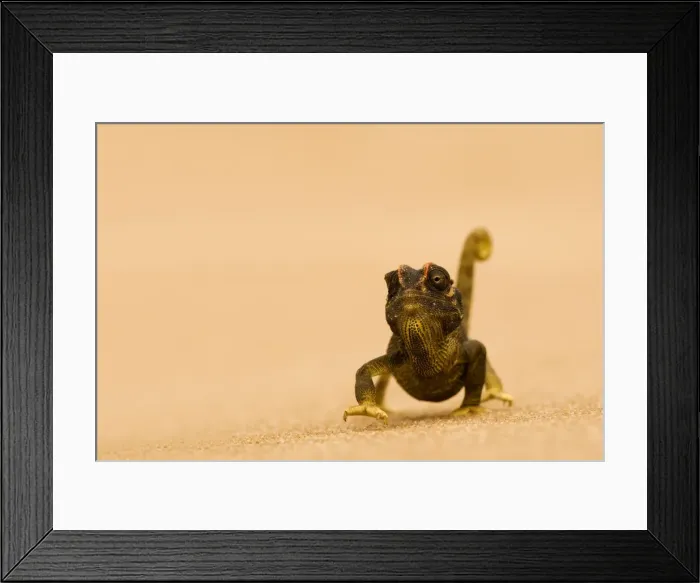 Framed Print : Namaqua Chameleon - striding over dune sand - Namib Desert - Namibia - Africa Framed Print : Namaqua Chameleon - striding over dune sand - Namib Desert - Namibia - Africa