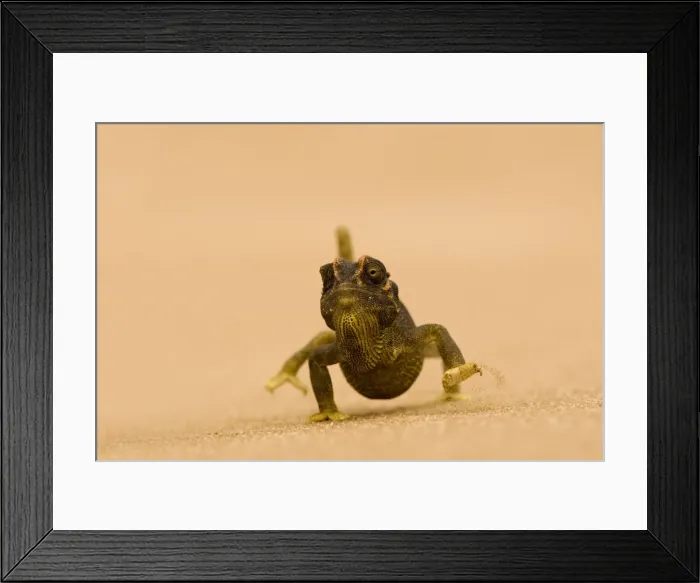 Framed Print : Namaqua Chameleon - striding over dune sand - Namib Desert - Namibia - Africa Framed Print : Namaqua Chameleon - striding over dune sand - Namib Desert - Namibia - Africa
