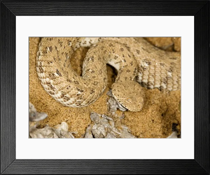 Framed Print : Peringueys Adder - Namib Desert - Namibia - Africa Framed Print : Peringueys Adder - Namib Desert - Namibia - Africa