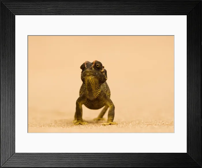 Framed Print : Namaqua Chameleon - striding over dune sand - Namib Desert - Namibia - Africa Framed Print : Namaqua Chameleon - striding over dune sand - Namib Desert - Namibia - Africa