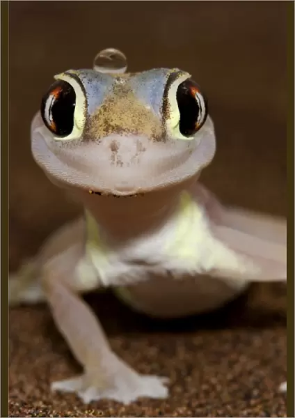 Palmato Gecko - Namib Desert - Namibia - Africa