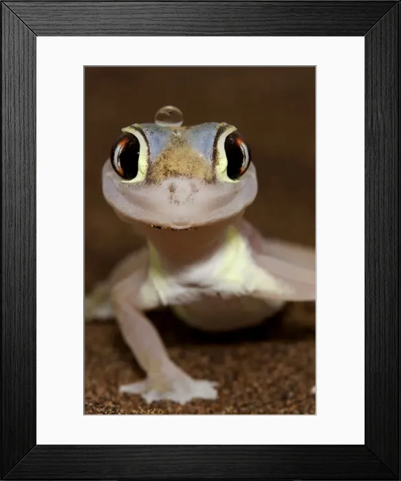 Framed Print : Palmato Gecko - Namib Desert - Namibia - Africa Framed Print : Palmato Gecko - Namib Desert - Namibia - Africa
