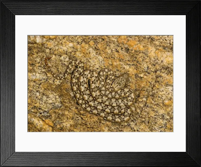 Framed Print : Western Keeled Snake - Lying coiled against a rock face - Namib Desert - Namibia - Africa Framed Print : Western Keeled Snake - Lying coiled against a rock face - Namib Desert - Namibia - Africa