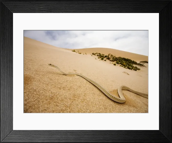 Framed Print : Western Sand Snake - in the dunes of the Namib - Namib Desert - Namibia - Southern Africa Framed Print : Western Sand Snake - in the dunes of the Namib - Namib Desert - Namibia - Southern Africa
