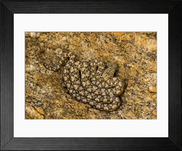 Framed Print : Western Keeled Snake - Lying coiled against a rock face - Namib Desert - Namibia - Africa Framed Print : Western Keeled Snake - Lying coiled against a rock face - Namib Desert - Namibia - Africa