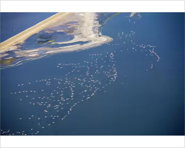 Flamingos in flight over water - saltpans near Swakopmung - Namib Desert - Namibia - Africa