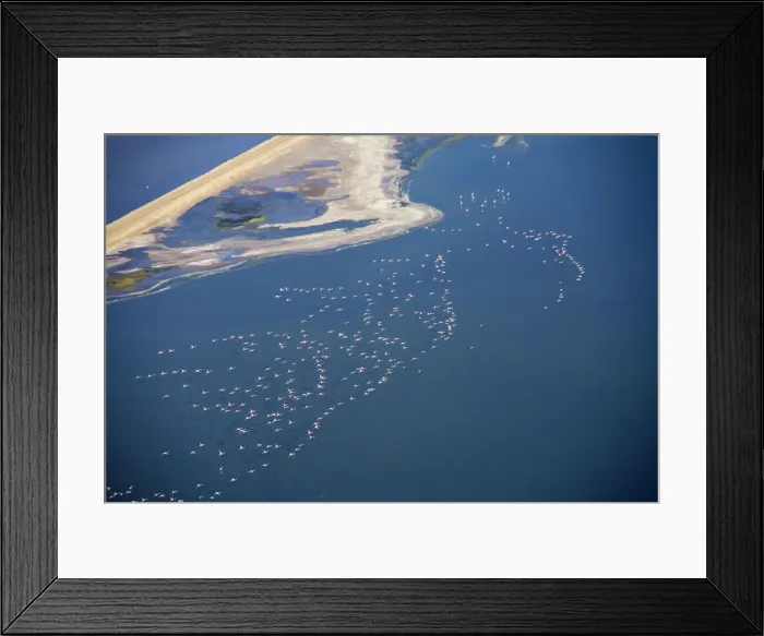 Framed Print : Flamingos in flight over water - saltpans near Swakopmung - Namib Desert - Namibia - Africa Framed Print : Flamingos in flight over water - saltpans near Swakopmung - Namib Desert - Namibia - Africa