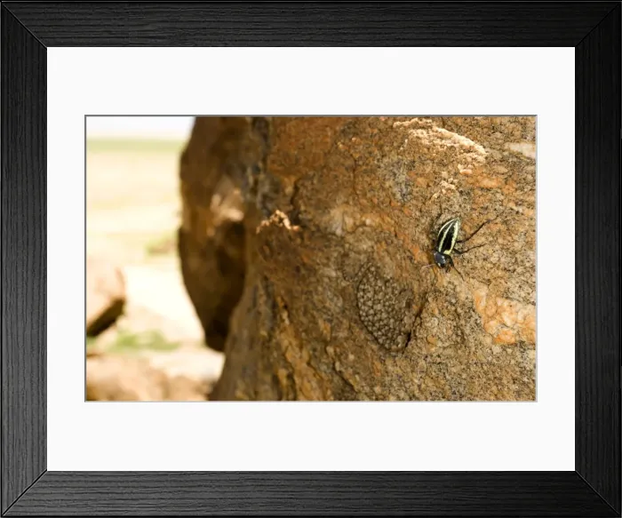 Framed Print : Western Keeled Snake - lying on a vertical rock face with a beetle present - Namib Desert - Namibia - Africa Framed Print : Western Keeled Snake - lying on a vertical rock face with a beetle present - Namib Desert - Namibia - Africa