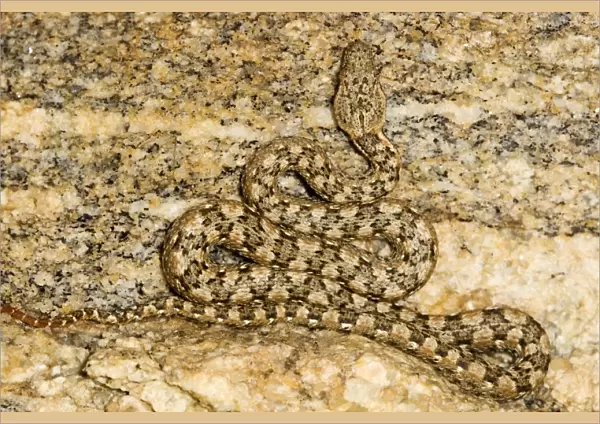 Western Keeled Snake - Close up showing full body lying in wait for prey - Namib Desert - Namibia - Africa