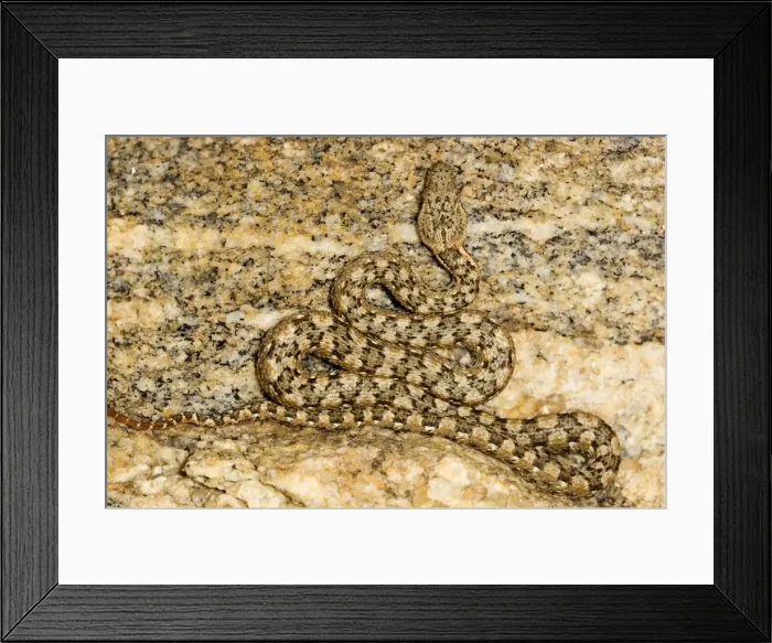 Framed Print : Western Keeled Snake - Close up showing full body lying in wait for prey - Namib Desert - Namibia - Africa Framed Print : Western Keeled Snake - Close up showing full body lying in wait for prey - Namib Desert - Namibia - Africa