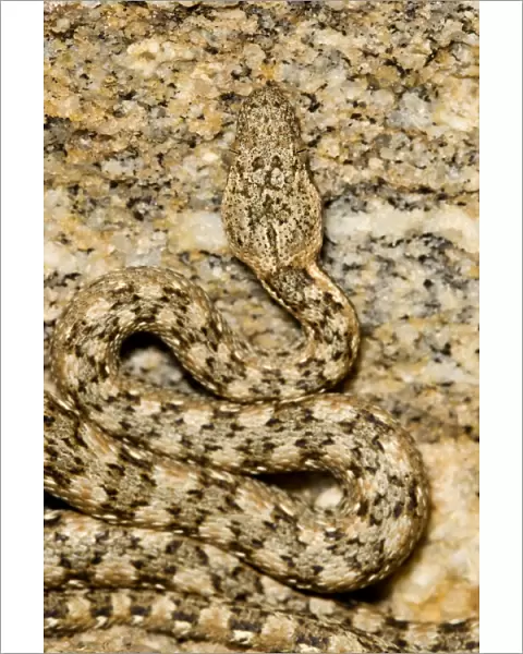Western Keeled Snake - Depicting the coiled body and head - Namib Desert - Namibia - Africa