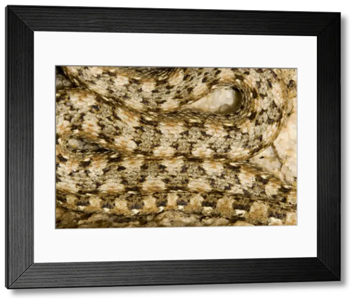 Framed Print : Western Keeled Snake - close up showing the patterning of the scales - Namib Desert - Namibia - Africa Framed Print : Western Keeled Snake - close up showing the patterning of the scales - Namib Desert - Namibia - Africa