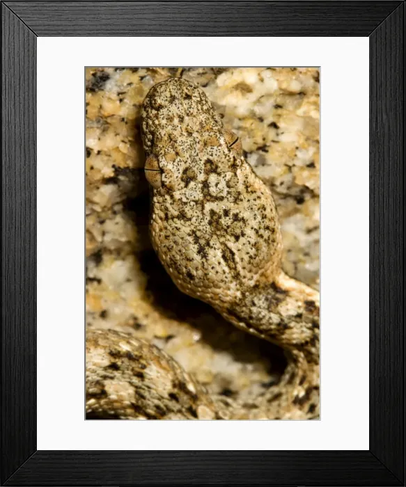 Framed Print : Western Keeled Snake - close up of the head - Namib Desert - Namibia - Africa Framed Print : Western Keeled Snake - close up of the head - Namib Desert - Namibia - Africa