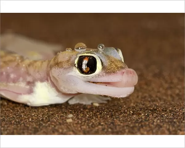 Palmato Gecko - tongue protruding to lick water droplets - Namib Desert - Namibia - Africa