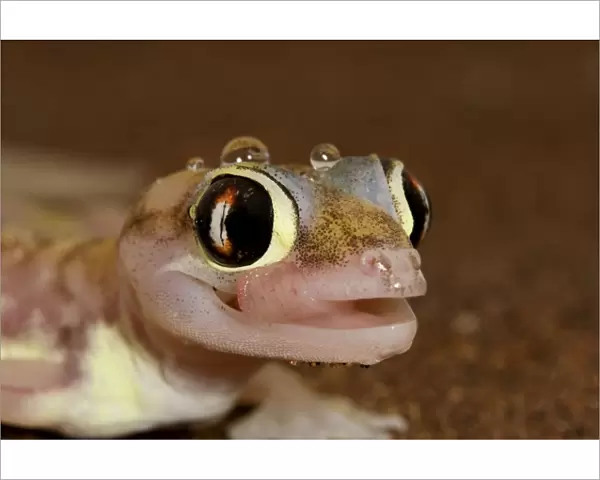 Palmato Gecko - tongue protruding to lick water droplets - Namib Desert - Namibia - Africa