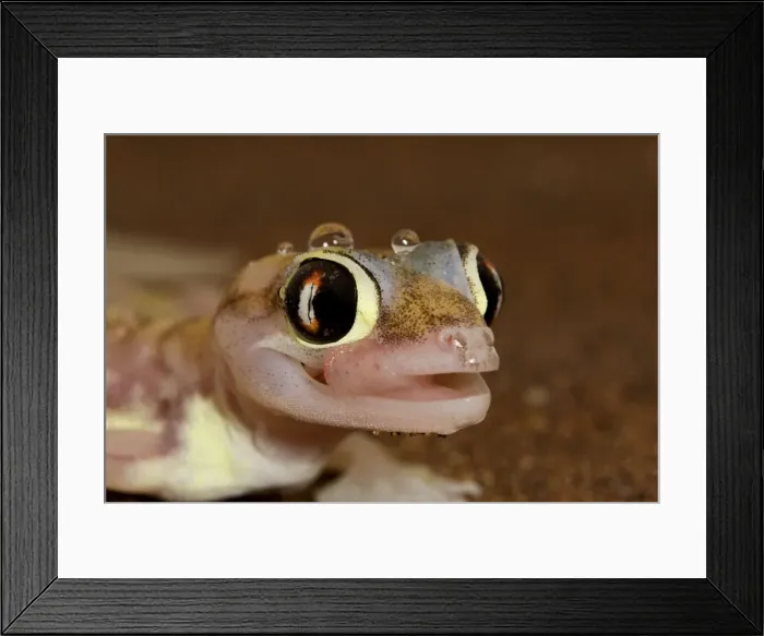 Framed Print : Palmato Gecko - tongue protruding to lick water droplets - Namib Desert - Namibia - Africa Framed Print : Palmato Gecko - tongue protruding to lick water droplets - Namib Desert - Namibia - Africa