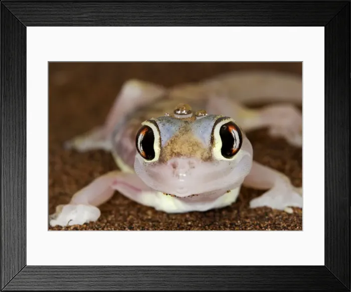 Framed Print : Palmato Gecko - close up of the head with water droplets - Namib Desert - Namibia - Africa Framed Print : Palmato Gecko - close up of the head with water droplets - Namib Desert - Namibia - Africa